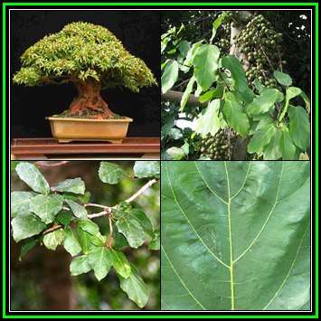 Ficus sur, Broom Cluster Fig Bonsai, 10 Seed Pack, Indigenous Edible Fruit - NEW