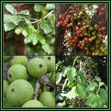 Ficus sur, Broom Cluster Fig Tree Seeds - Magical Indigenous Evergreen Edible Fruits - NEW