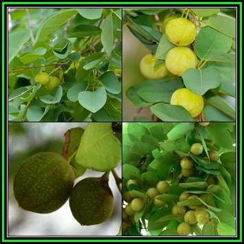 Pseudolachnostylis maprouneifolia, Kudu Berry - 100 Bulk Seed Pack - Indigenous Medicinal - NEW