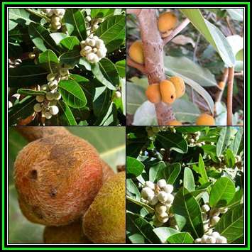 Ficus thonningii, Bark-cloth Fig Tree Seeds - Indigenous Evergreen Edible Fruits - NEW