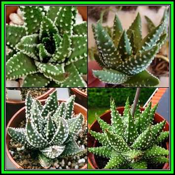 Haworthia maxima - 20 Seed Pack - Indigenous Endemic Succulent - Flat Ship Rate - NEW