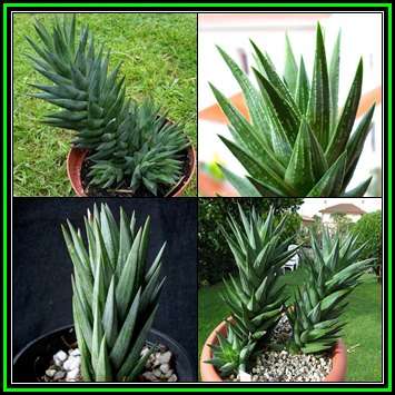 Haworthia glauca var. herrei - 10 Seed Pack - Indigenous Endemic Succulent - Flat Ship Rate - NEW