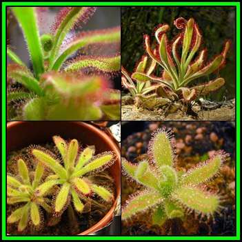 Drosera hilaris - Carnivorous Sundew - 10 Seed Pack - Endemic Ethnobotanical Houseplant - New