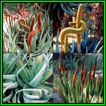 Aloe castanea x Aloe globuligemma - 10 Seed Pack - Natural Hybrid - Indigenous Succulent, NEW