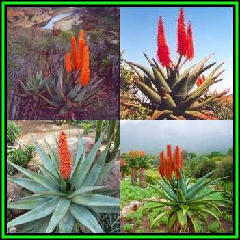 Aloe ferox - Bitter Aloe - 5 Seed Pack - Indigenous Succulent - Worldwide Shipping, NEW