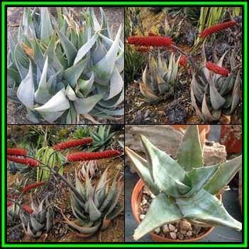 Aloe ortholopha Seeds - Dyke Aloe - Indigenous Succulent - Worldwide Shipping - NEW