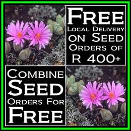 Lampranthus maximiliana Seeds - Indigenous Endemic Succulent Mesemb - NEW