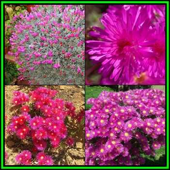 Lampranthus multiradiatus Seeds - Indigenous Endemic Succulent Mesemb - NEW