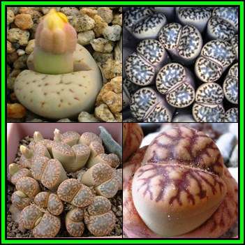 Lithops bromfieldii Mixture Seeds - Beeskloutjies Indigenous Endemic Succulent Mesemb - NEW