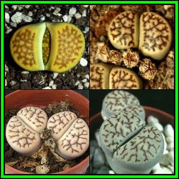 Lithops bromfieldii mixture - 20 Seed Pack - Indigenous Endemic Succulent Mesemb - NEW