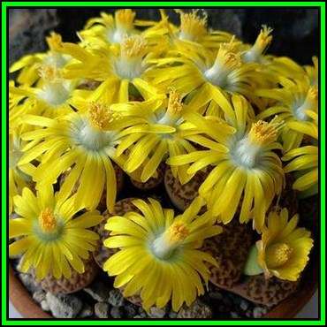 Lithops bromfieldii var bromfieldii Seeds - Stone Plants Indigenous Endemic Succulent Mesemb - NEW