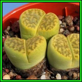 Lithops bromfieldii var sulphurea Seeds - Living Stones Indigenous Endemic Succulent Mesemb - NEW