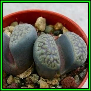 Lithops comptonii var weberi Seeds - Beeskloutjies Indigenous Endemic Succulent Mesemb - NEW