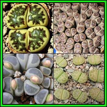 Lithops dinteri Mixed Forms - 20 Seed Pack - Stoneplants Indigenous Endemic Succulent Mesemb - NEW