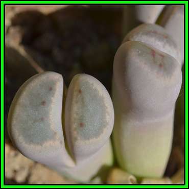 Lithops dinteri ssp dinteri var brevis - 10 Seed Pack - Indigenous Stoneplants Succulent Mesemb, NEW