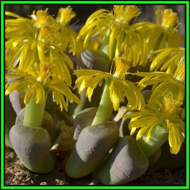 Lithops dinteri ssp dinteri var brevis Seeds - Stoneplants Indigenous Endemic Succulent Mesemb - NEW