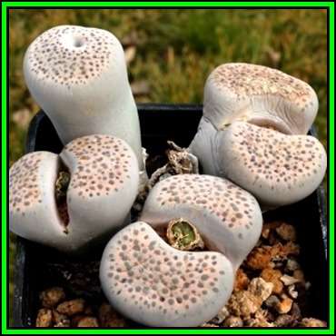 Lithops fulviceps var lactinea Seeds - Stoneplants Indigenous Endemic Succulent Mesemb - NEW