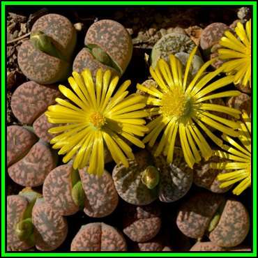 Lithops gesinae Seeds - Flowering Stones Indigenous Endemic Succulent Mesemb - NEW