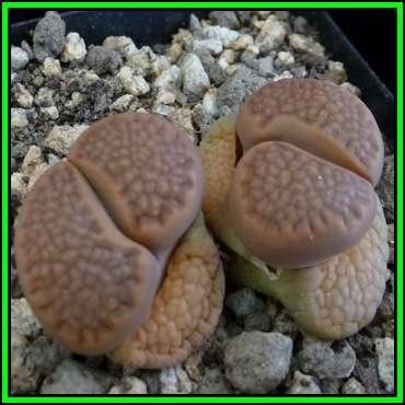 Lithops hallii Brown Form Seeds - Stoneplants Indigenous Endemic Succulent Mesemb - NEW