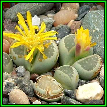 Lithops hallii ssp hallii Seeds - Flowering Stones - Indigenous Endemic Succulent Mesemb - NEW