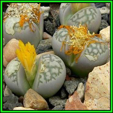 Lithops herrei herrei Seeds - Flowering Stones - Indigenous Endemic Succulent Mesemb - NEW