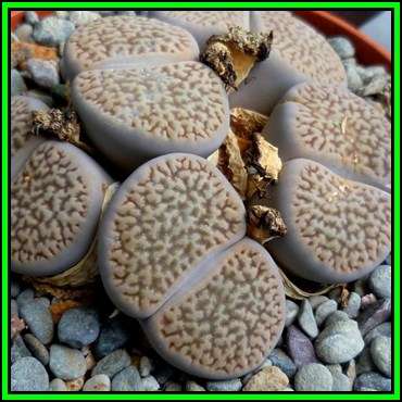 Lithops hookeri var dabneri 10 Seed Pack - Flowering Stones Indigenous Endemic Succulent Mesemb, NEW