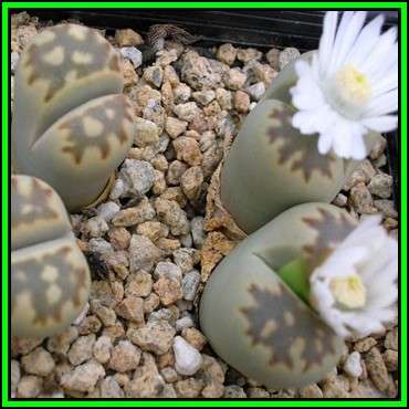 Lithops julii ssp fulleri var brunnea - 10 Seed Pack - Indigenous Endemic Succulent Mesemb - NEW