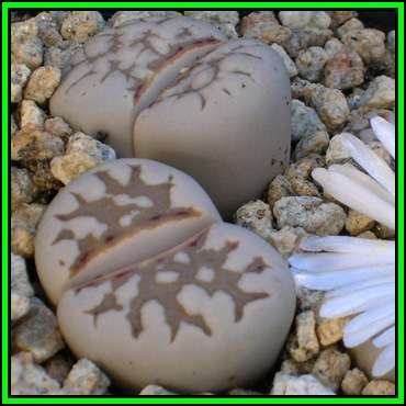 Lithops julii ssp julii littlewoodii - 10 Seed Pack - Stoneplants Indigenous Succulent Mesemb, NEW