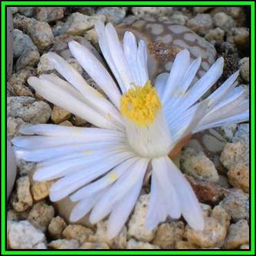 Lithops julii ssp julii littlewoodii Seeds - Stoneplants Indigenous Endemic Succulent Mesemb - NEW