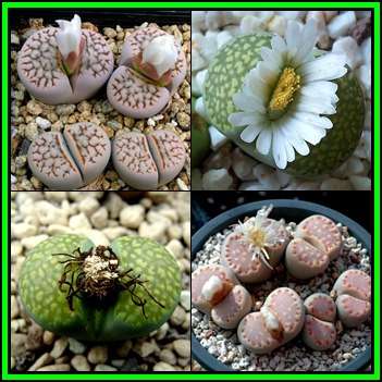 Lithops julii Mixed Forms - 20 Seed Pack - Stoneplants Indigenous Endemic Succulent Mesemb - NEW