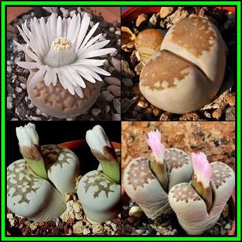 Lithops julii Mixed Forms - 50 Seed Pack - Stoneplants Indigenous Endemic Succulent Mesemb - NEW