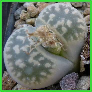 Lithops karasmontana ssp bella Seeds - Flowering Stones Indigenous Endemic Succulent Mesemb - NEW