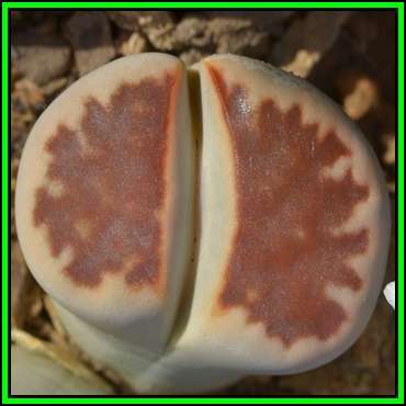 Lithops karasmontana ssp karasmontana Seeds - Beeskloutjies Indigenous Succulent - NEW