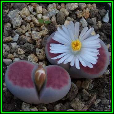 Lithops karasmontana ssp karasmontana var aiaiensis - 5 Seed Pack - Indigenous Succulent Mesemb NEW