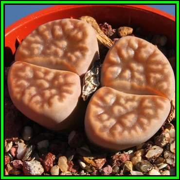 Lithops karasmontana var lericheana - 10 Seed Pack - Indigenous Endemic Succulent - NEW