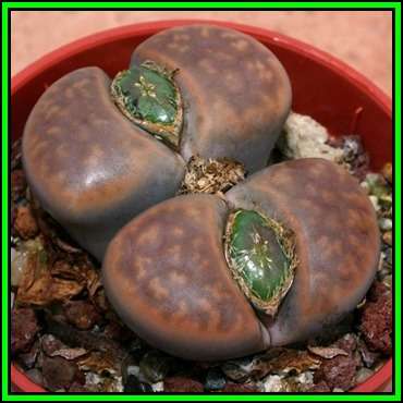 Lithops karasmontana var lericheana Seeds - Beeskloutjies Indigenous Endemic Succulent - NEW