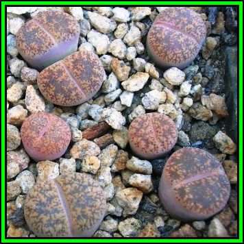 Lithops lesliei ssp lesliei var hornii - 10 Seed Pack - Stoneplants Indigenous Succulent Mesemb, NEW