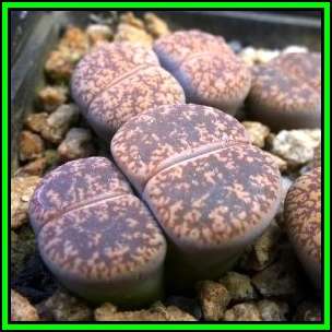 Lithops lesliei ssp lesliei var hornii Seeds - BeeskloutjieIndigenous Endemic Succulent Mesemb - NEW