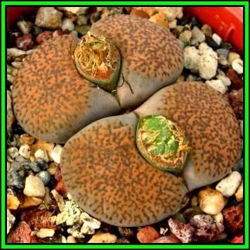 Lithops lesliei var mariae Seeds - Flowering Stones Indigenous Endemic Succulent Mesemb - NEW