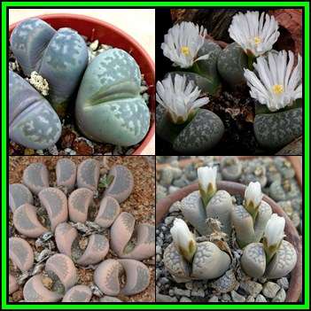 Lithops marmorata Mixed Species - 10 Seed Pack - Stoneplants Indigenous Endemic Succulent Mesemb NEW
