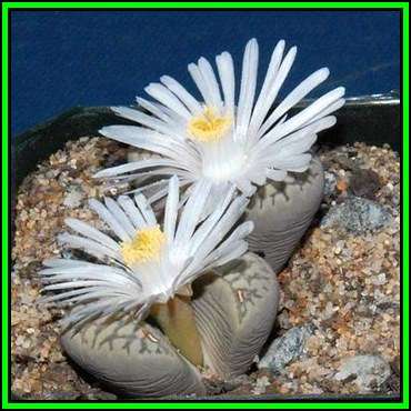 Lithops marmorata var elisae Seeds - Living Stones Indigenous Endemic Succulent Mesemb - NEW