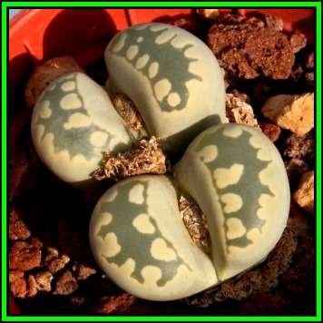 Lithops otzeniana Seeds - Flowering Stones Indigenous Endemic Succulent Mesemb - NEW