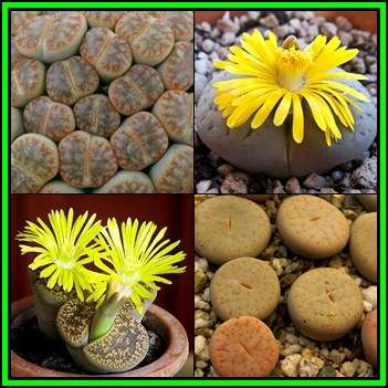 Lithops pseudotruncatella Mixed Forms Seeds - Stoneplants Indigenous Endemic Succulent Mesemb - NEW
