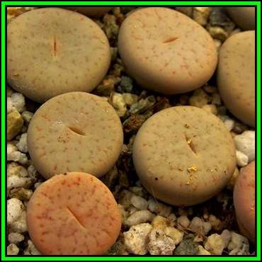 Lithops pseudotruncatella ssp pseudotruncatella var riehmerae - 10 Seed Pack Succulent NEW