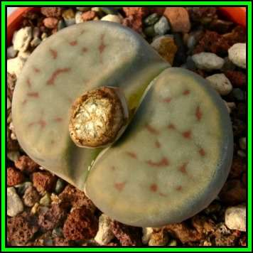Lithops schwantesii kuibisensis Seeds - Inheemse Vetplant Beeskloutjies Mesemb - NEW