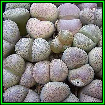 Lithops terricolor Seeds - Flowering Stones Indigenous Endemic Succulent Mesemb - NEW