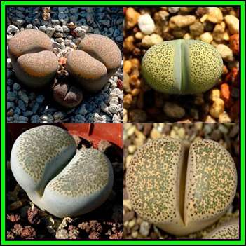 Lithops verruculosa Mixed Forms - 20 Seed Pack - Indigenous Succulent Mesemb - NEW