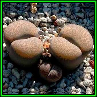 Lithops terricolor ssp terricolor Seeds - Living Stones Indigenous Succulent Mesemb - NEW