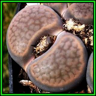 Lithops hookeri var subfenestrata - 10 Seed Pack - Flowering Stones Indigenous Succulent Mesemb NEW