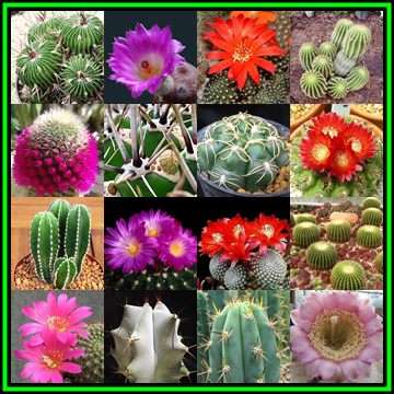 Cactus Mixed Species - 1000 Bulk Seed Pack - Exotic Cactus Succulent -Combined Global Shipping- NEW